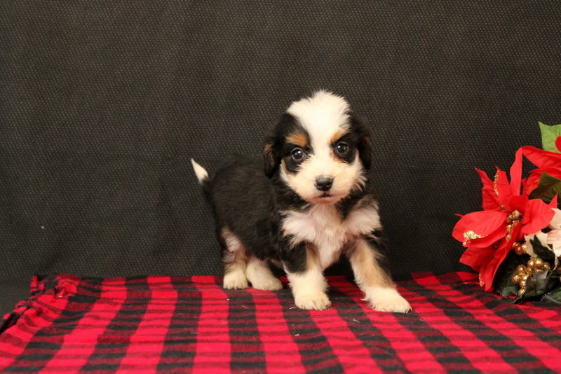 puppy, for, sale, Mini Bernadoodle F2, Matthew B. Stoltzfus, dog, breeder, Gap, PA, dog-breeder, puppy-for-sale, forsale, nearby, find, puppyfind, locator, puppylocator, aca